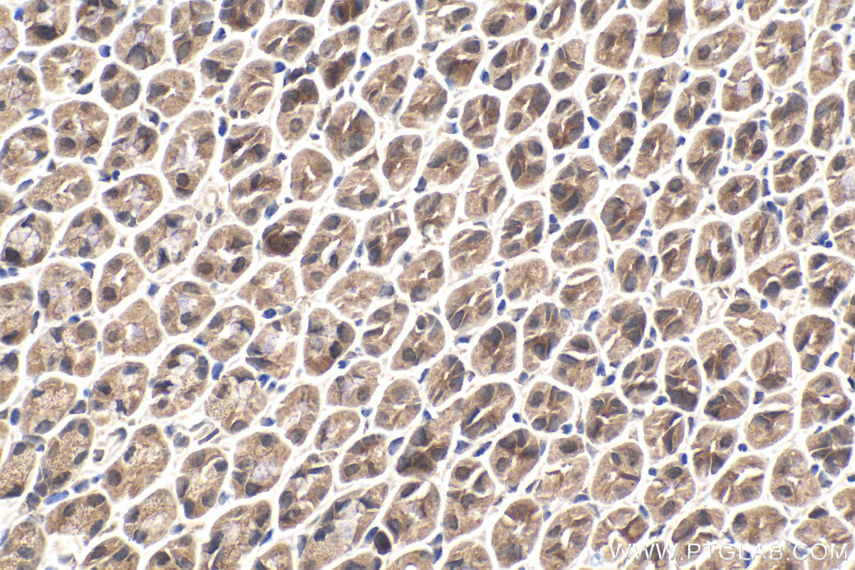 Immunohistochemical analysis of paraffin-embedded mouse stomach tissue slide using KHC2139 (STAM2 IHC Kit).