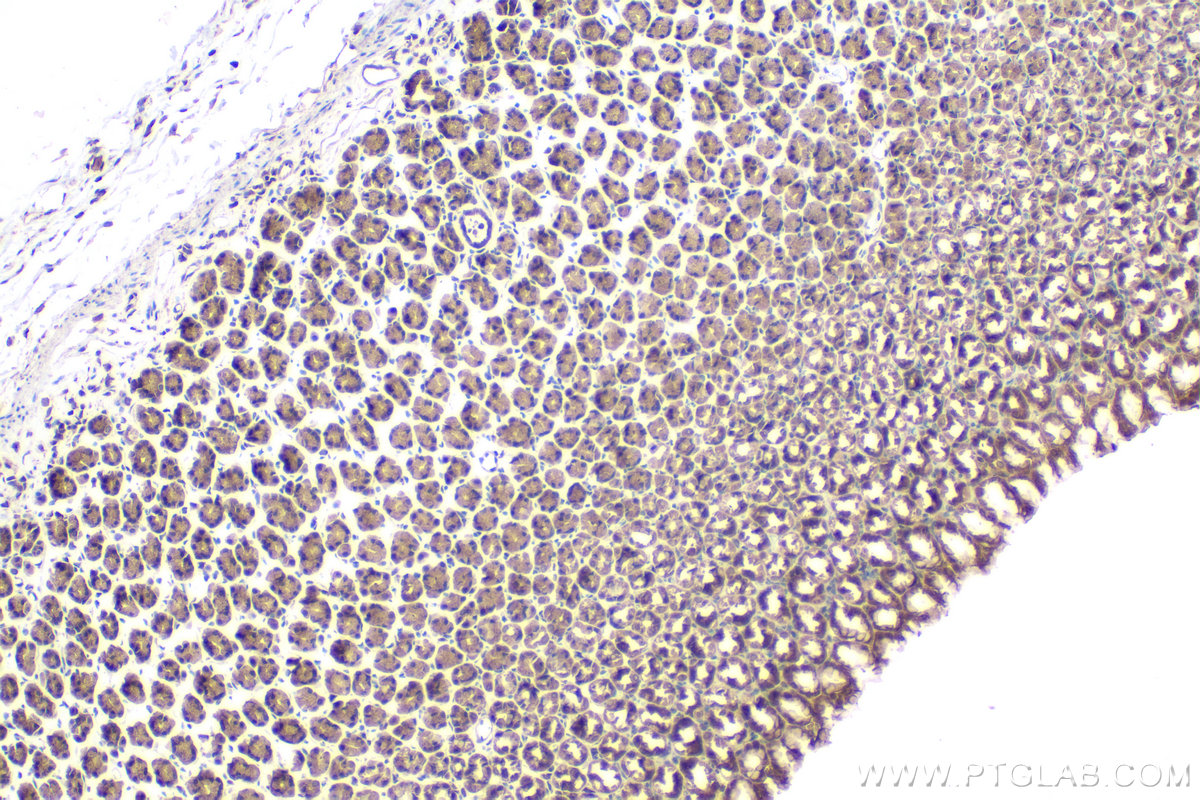 Immunohistochemical analysis of paraffin-embedded rat stomach tissue slide using KHC2139 (STAM2 IHC Kit).