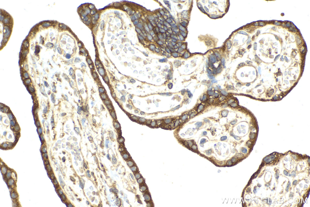 Immunohistochemical analysis of paraffin-embedded human placenta tissue slide using KHC2136 (STBD1 IHC Kit).