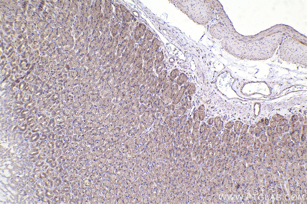 Immunohistochemical analysis of paraffin-embedded rat stomach tissue slide using KHC2415 (STRN3 IHC Kit).