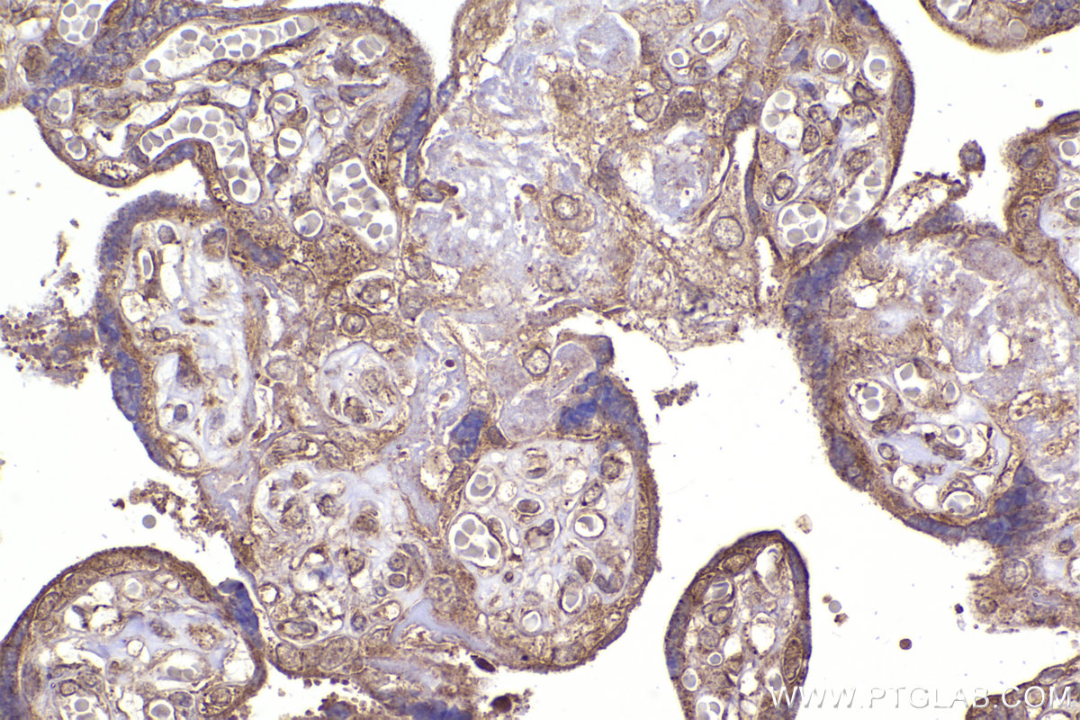 Immunohistochemical analysis of paraffin-embedded human placenta tissue slide using KHC2341 (STXBP1 IHC Kit).