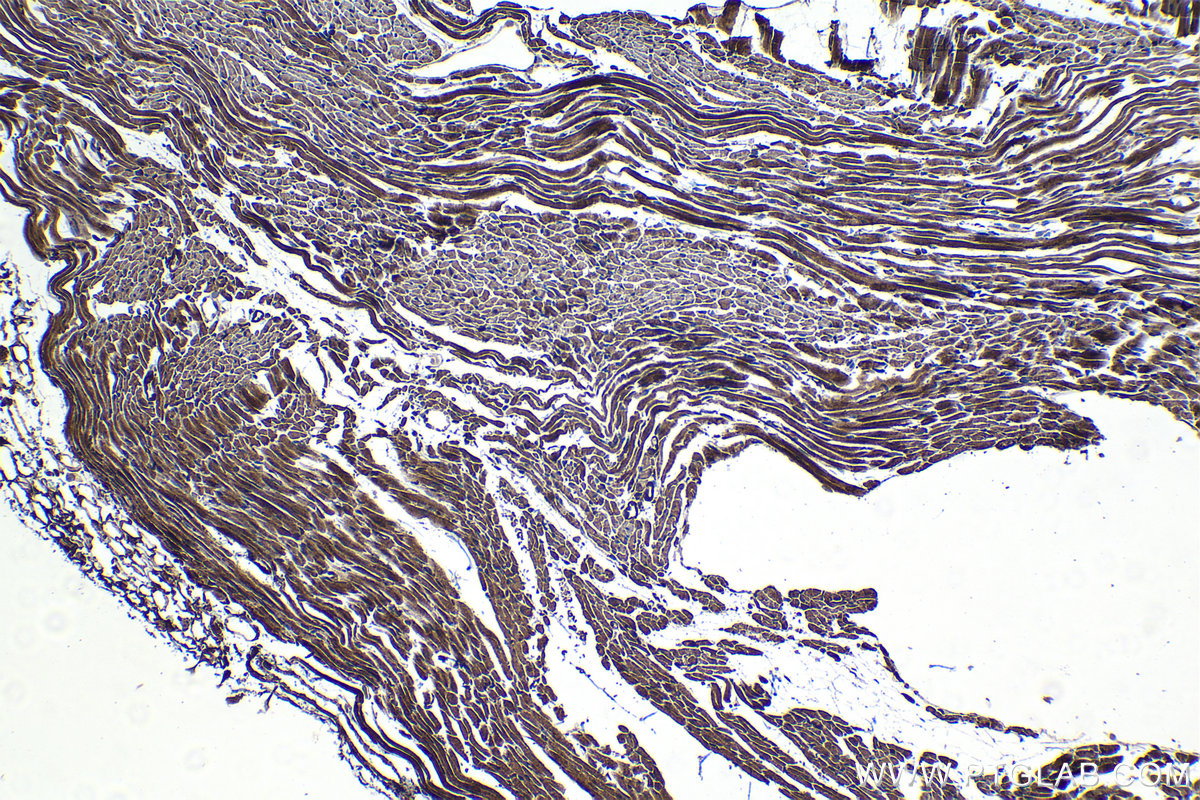 Immunohistochemical analysis of paraffin-embedded mouse heart tissue slide using KHC1231 (SULF2 IHC Kit).