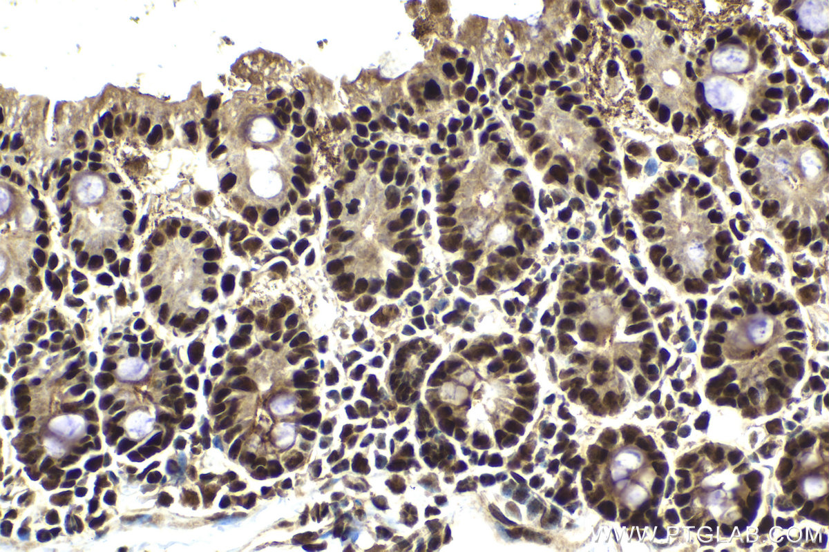 Immunohistochemical analysis of paraffin-embedded mouse intestine tissue slide using KHC2026 (SUPT16H IHC Kit).