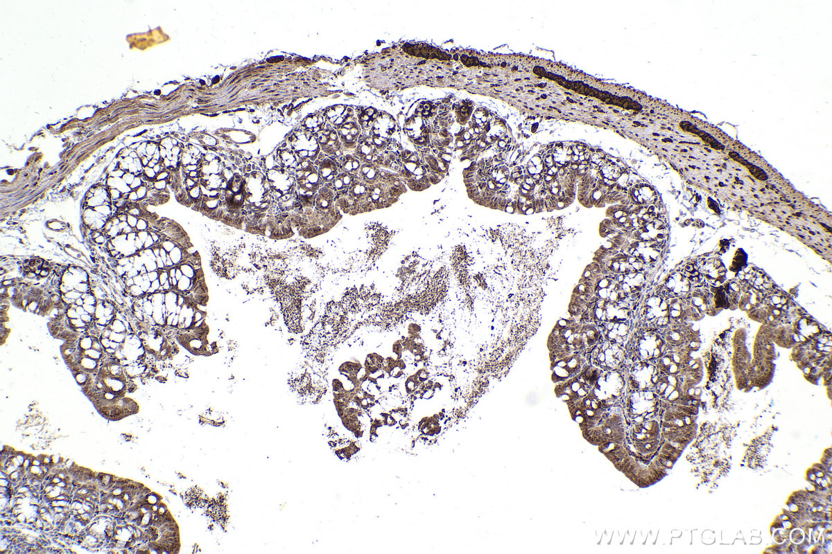 Immunohistochemical analysis of paraffin-embedded mouse small intestine tissue slide using KHC2205 (SYT1 IHC Kit).