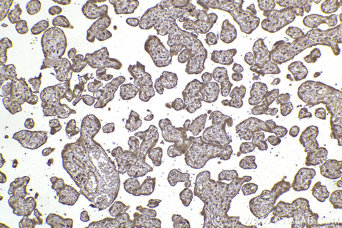 Immunohistochemical analysis of paraffin-embedded human placenta tissue slide using KHC2188 (TH IHC Kit).