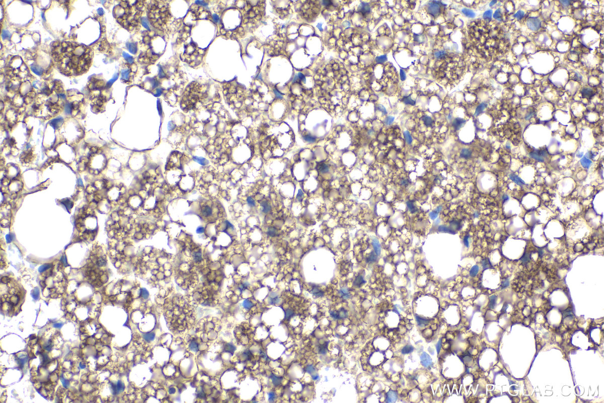 Immunohistochemical analysis of paraffin-embedded rat brown adipose tissue slide using KHC1851 (THRSP IHC Kit).