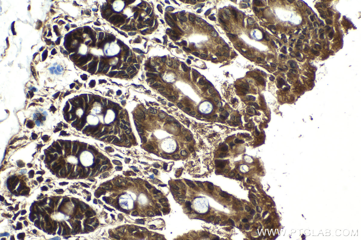 Immunohistochemical analysis of paraffin-embedded mouse small intestine tissue slide using KHC2109 (TMEM127 IHC Kit).
