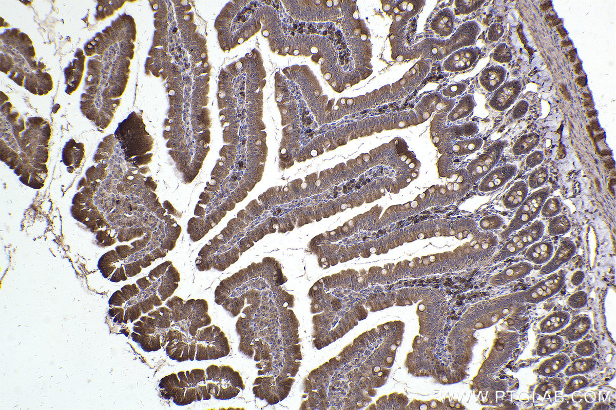 Immunohistochemical analysis of paraffin-embedded rat small intestine tissue slide using KHC2443 (TNFAIP1 IHC Kit).