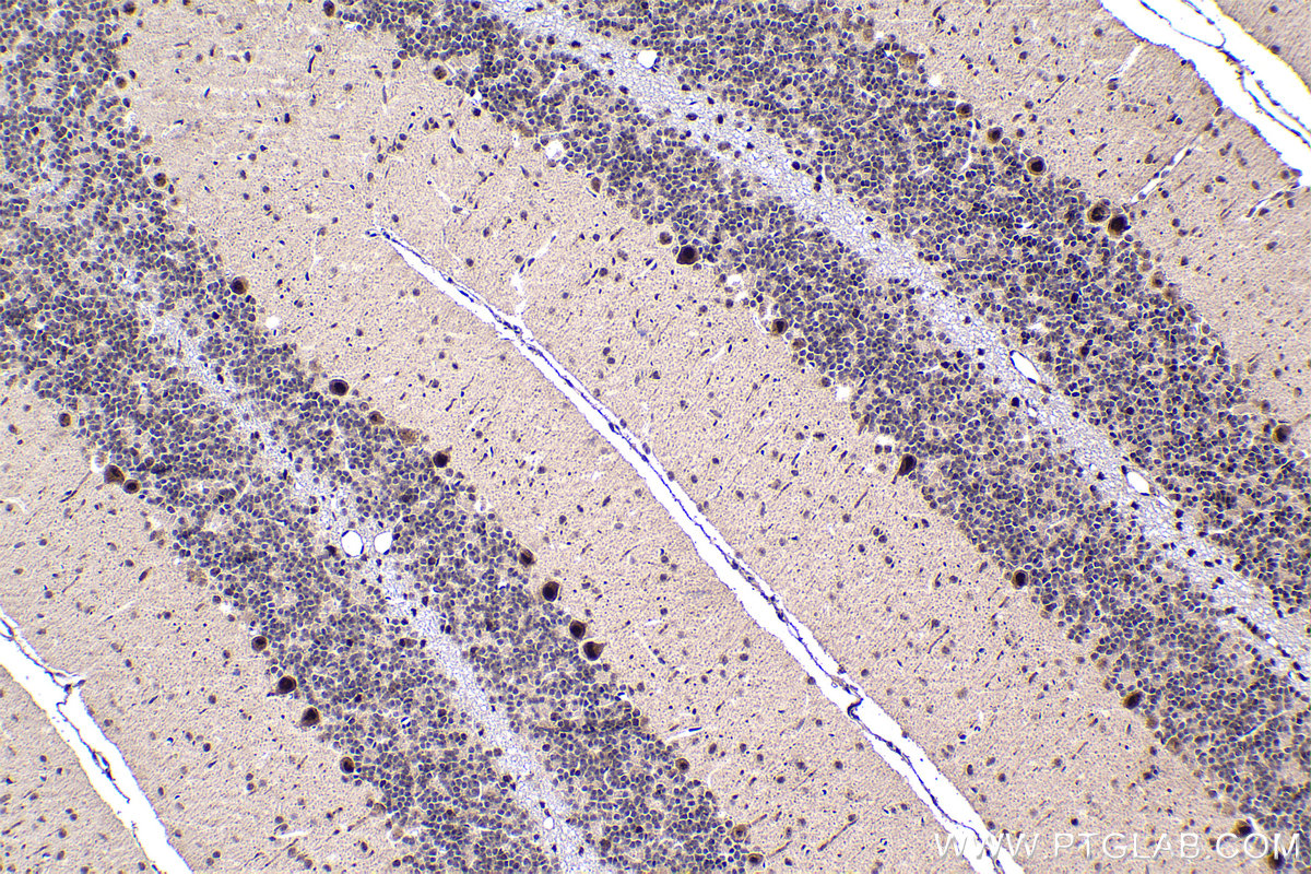 Immunohistochemical analysis of paraffin-embedded rat cerebellum tissue slide using KHC1483 (TOX4 IHC Kit).