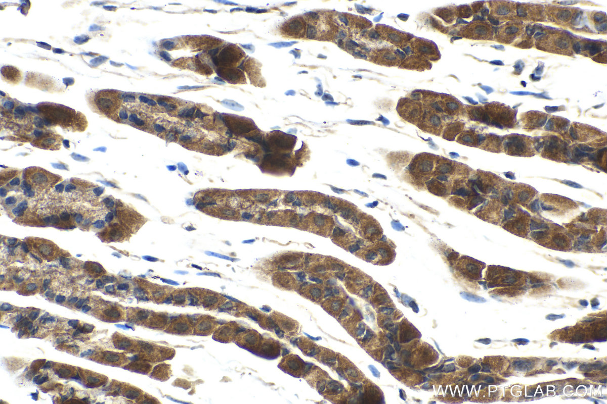 Immunohistochemical analysis of paraffin-embedded mouse stomach tissue slide using KHC2095 (TRAK2 IHC Kit).