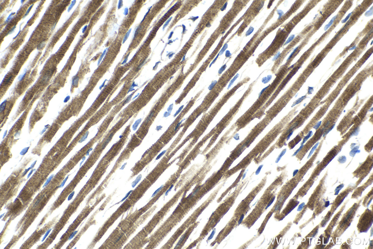 Immunohistochemical analysis of paraffin-embedded rat heart tissue slide using KHC2095 (TRAK2 IHC Kit).