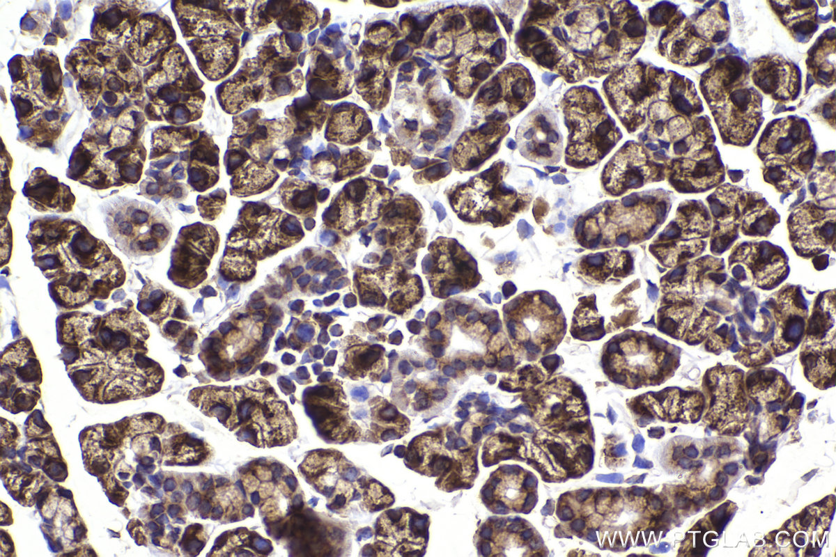 Immunohistochemical analysis of paraffin-embedded mouse salivary gland tissue slide using KHC2264 (TRAPA/SSR1 IHC Kit).