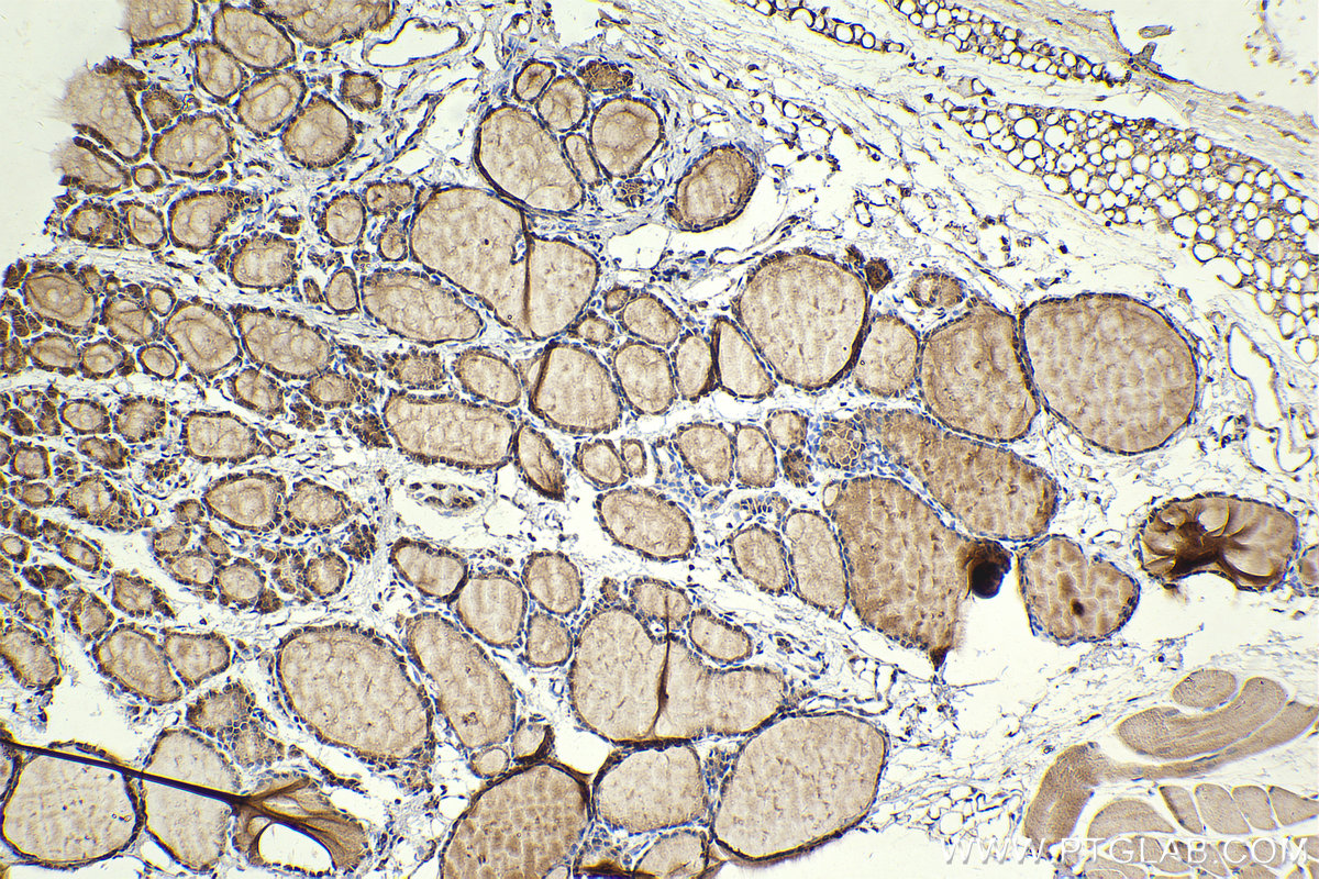 Immunohistochemical analysis of paraffin-embedded rat thyroid gland tissue slide using KHC2348 (TSC2 IHC Kit).