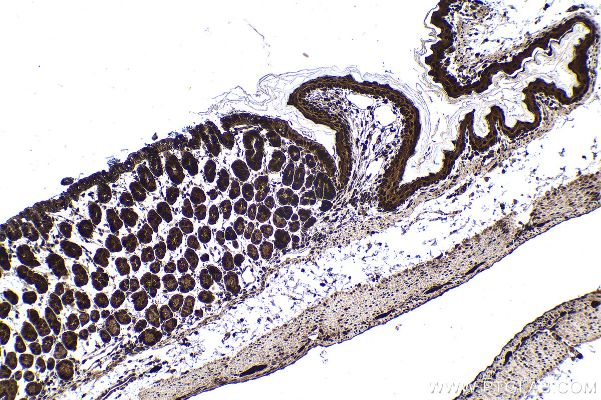 Immunohistochemical analysis of paraffin-embedded mouse stomach tissue slide using KHC1519 (UBC IHC Kit).