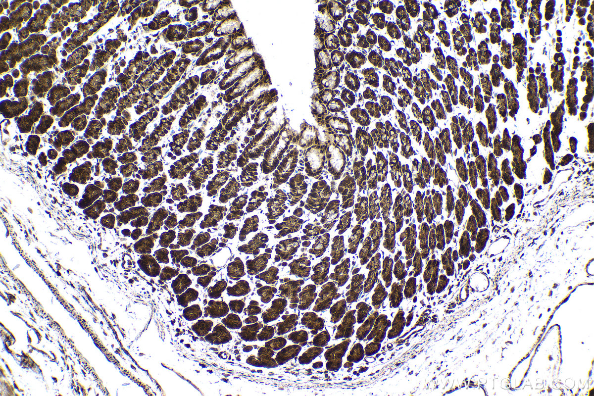 Immunohistochemical analysis of paraffin-embedded rat stomach tissue slide using KHC1519 (UBC IHC Kit).