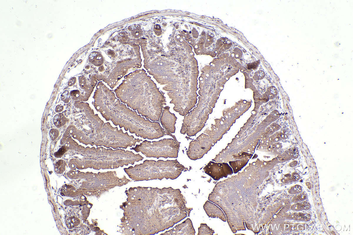 Immunohistochemical analysis of paraffin-embedded mouse small intestine tissue slide using KHC2549 (UBXN11 IHC Kit).