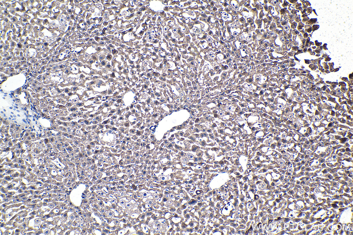 Immunohistochemical analysis of paraffin-embedded mouse liver tissue slide using KHC1486 (UFL1 IHC Kit).