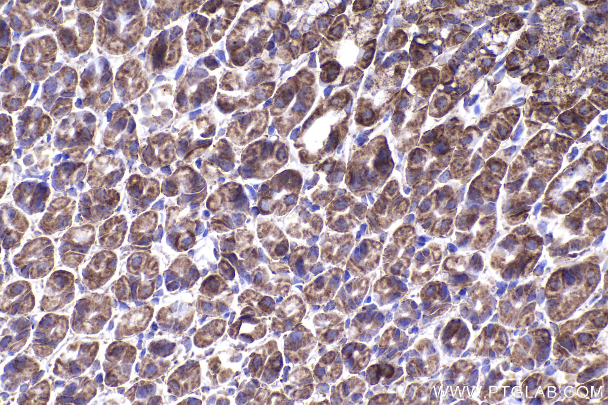 Immunohistochemical analysis of paraffin-embedded mouse stomach tissue slide using KHC2235 (UQCRC1 IHC Kit).