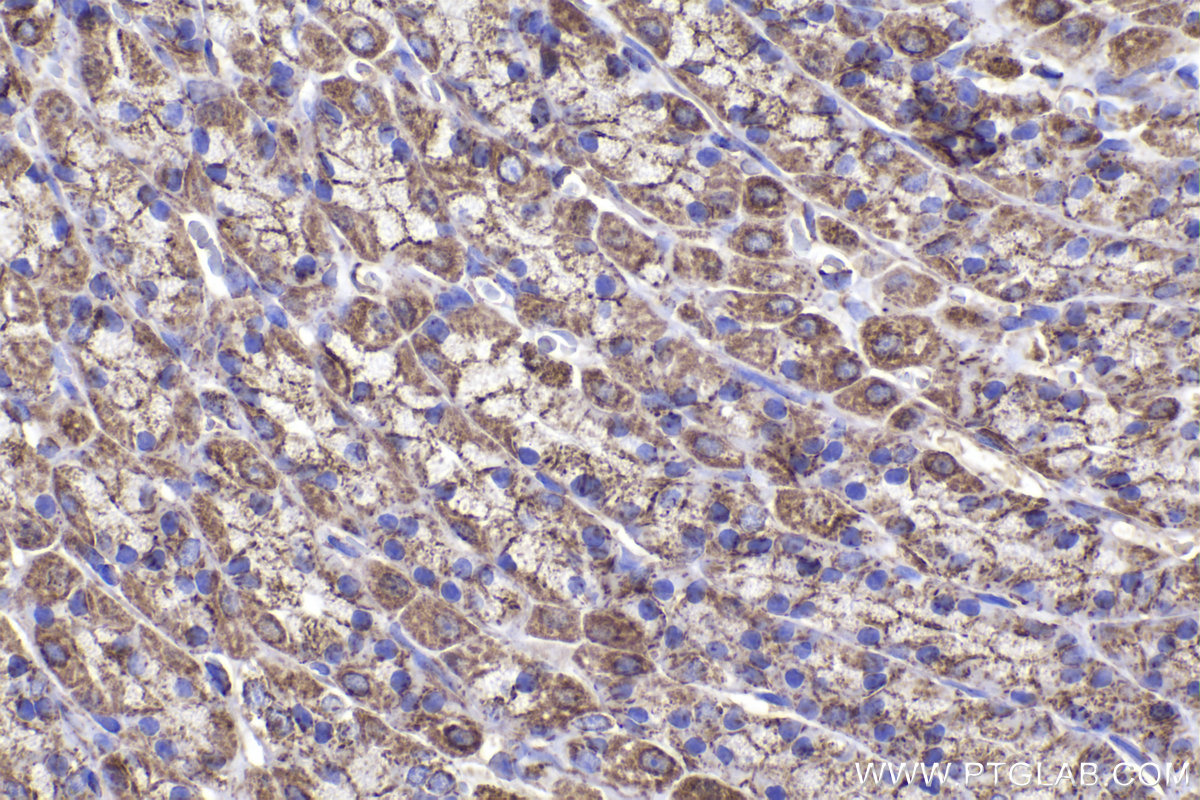 Immunohistochemical analysis of paraffin-embedded rat stomach tissue slide using KHC2235 (UQCRC1 IHC Kit).