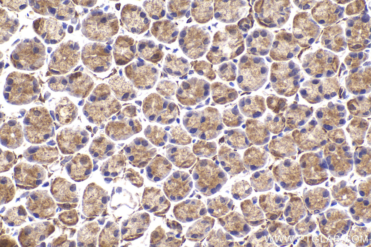 Immunohistochemical analysis of paraffin-embedded mouse stomach tissue slide using KHC2165 (UQCRH IHC Kit).