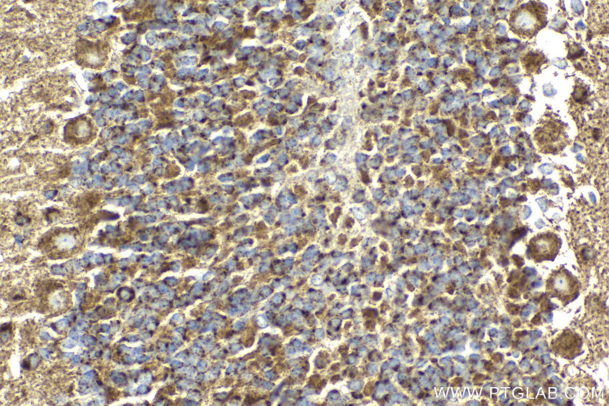 Immunohistochemical analysis of paraffin-embedded mouse cerebellum tissue slide using KHC2110 (VAMP4 IHC Kit).