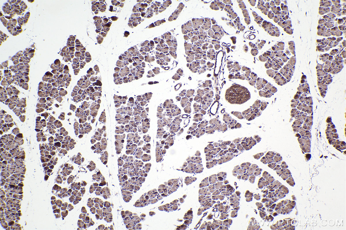 Immunohistochemical analysis of paraffin-embedded rat pancreas tissue slide using KHC2312 (VAV2 IHC Kit).