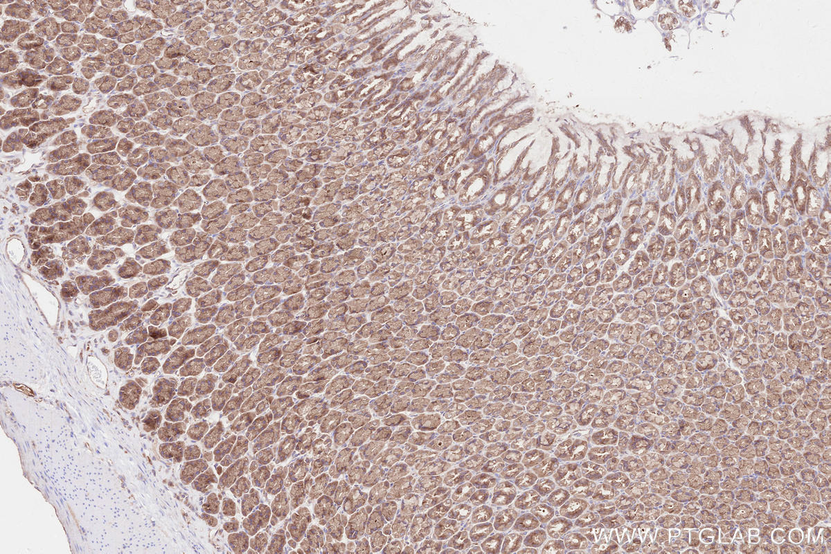 Immunohistochemical analysis of paraffin-embedded rat stomach tissue slide using KHC2560 (VPS53 IHC Kit).