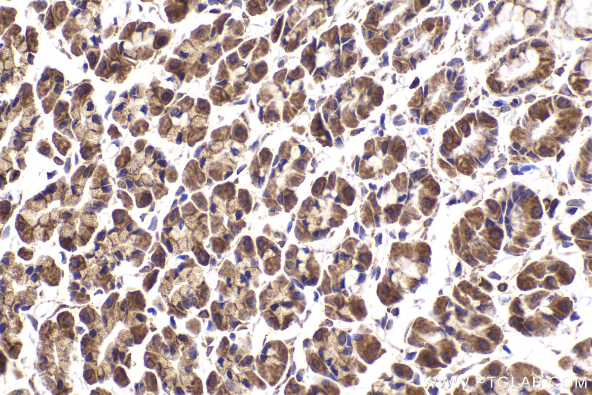 Immunohistochemical analysis of paraffin-embedded rat stomach tissue slide using KHC2166 (YES1 IHC Kit).
