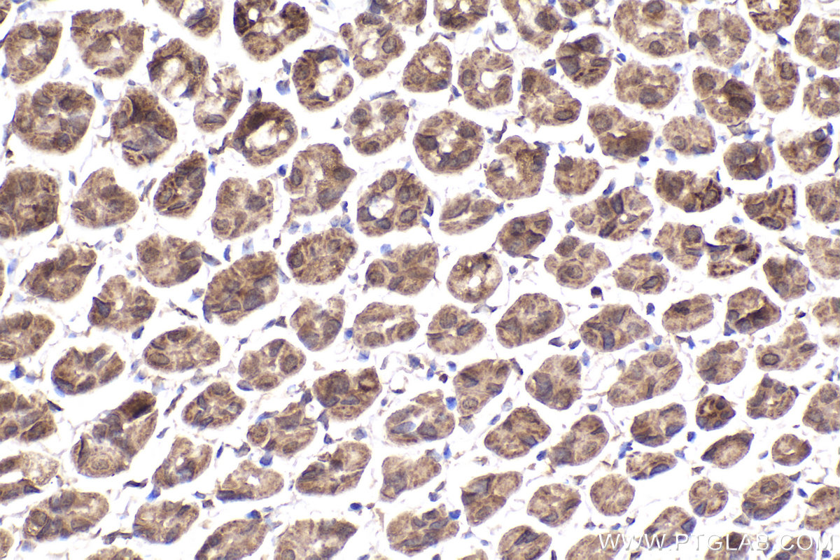 Immunohistochemical analysis of paraffin-embedded mouse stomach tissue slide using KHC2215 (CALR IHC Kit).