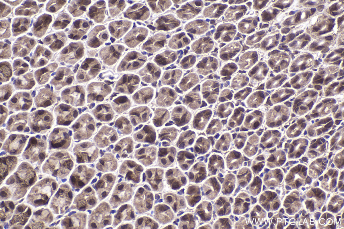 Immunohistochemical analysis of paraffin-embedded mouse stomach tissue slide using KHC2211 (RPS6KB1 IHC Kit).