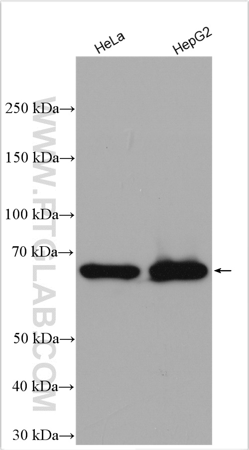 WB analysis of HeLa using 12016-1-AP