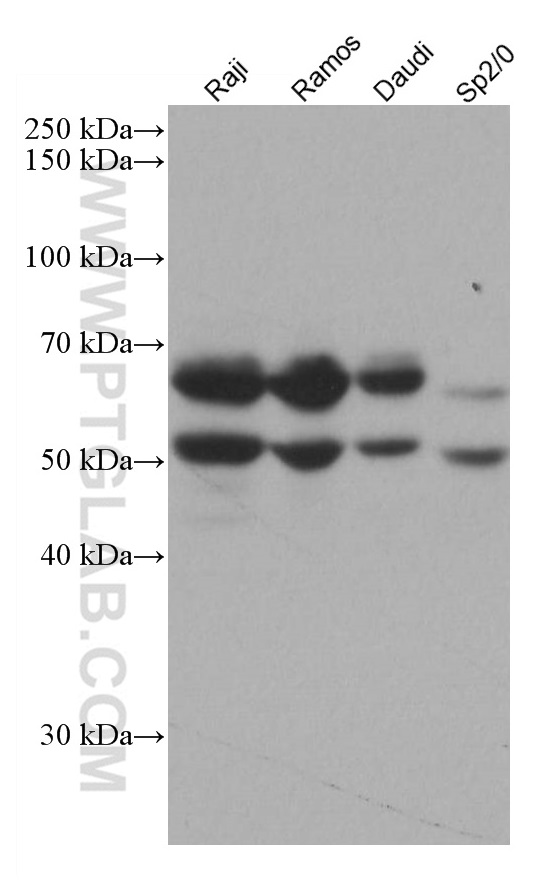 WB analysis using 66966-1-Ig