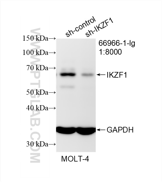 WB analysis of MOLT-4 using 66966-1-Ig