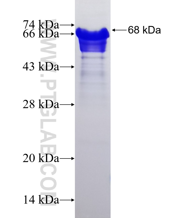 IKZF1 fusion protein Ag2631 SDS-PAGE