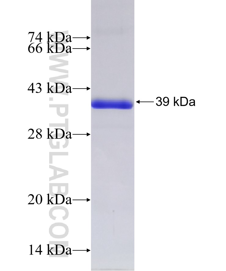 IKZF3 fusion protein Ag5537 SDS-PAGE