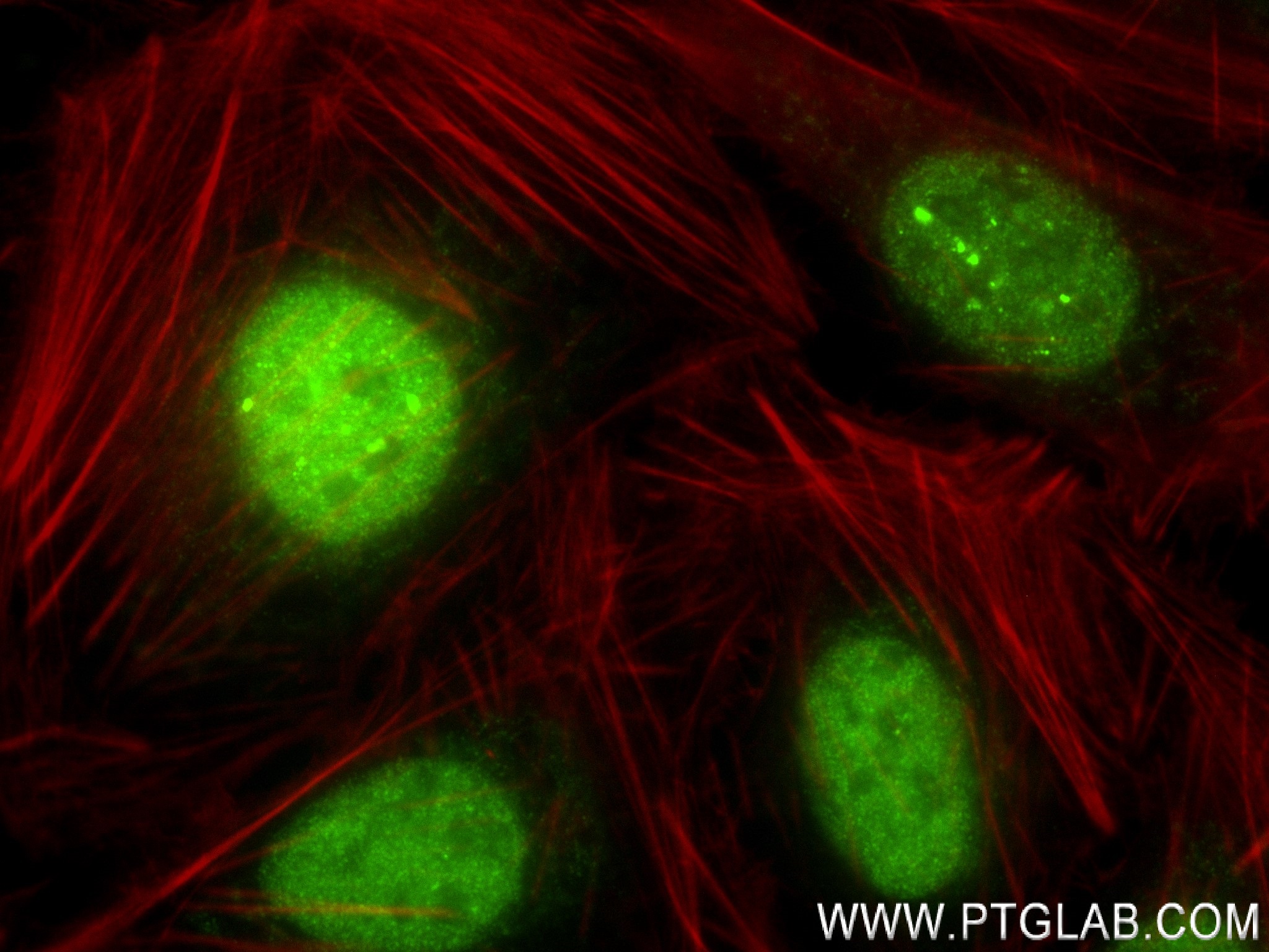 IF Staining of U2OS using 83471-5-RR