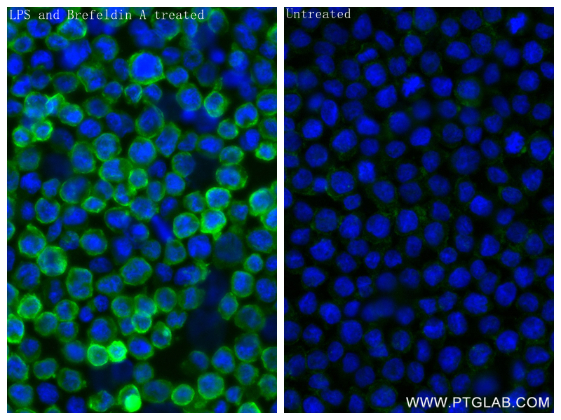 IF Staining of THP-1 using 82696-15-RR (same clone as 82696-15-PBS)