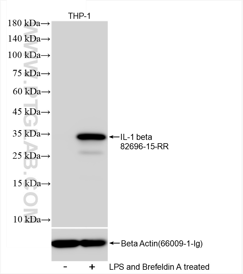 WB analysis of THP-1 using 82696-15-RR (same clone as 82696-15-PBS)