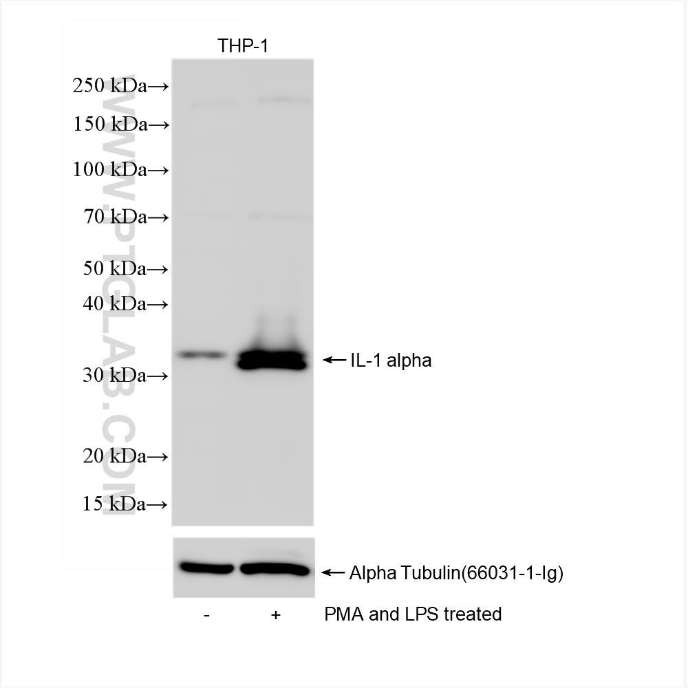 WB analysis of THP-1 using 84411-5-RR