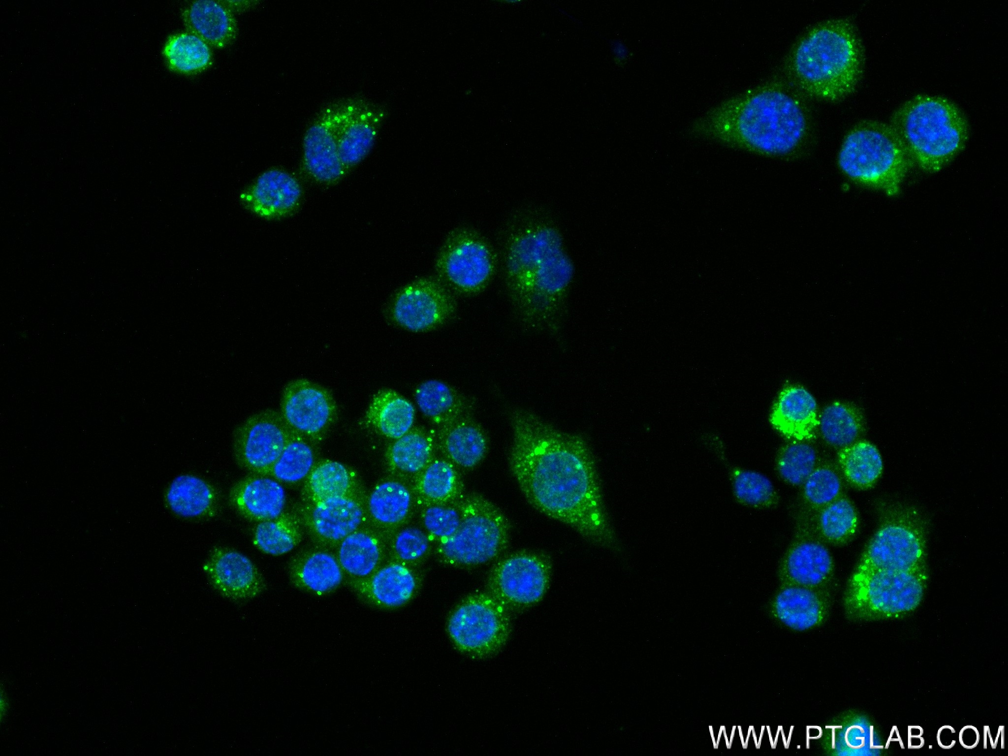 IF Staining of RAW 264.7 using 82191-3-RR