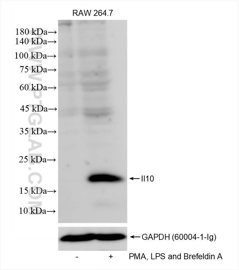 WB analysis using 82191-3-RR