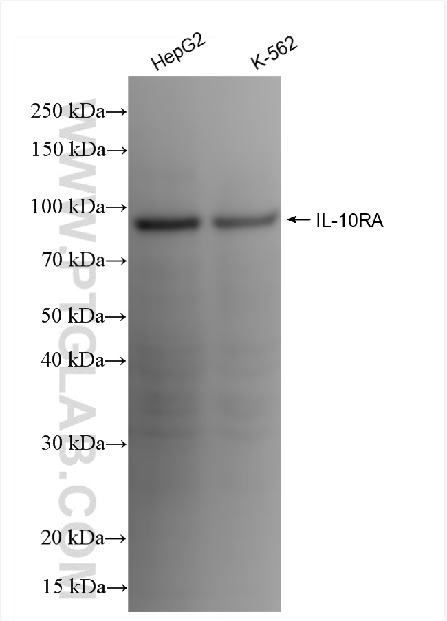 WB analysis using 84428-3-RR