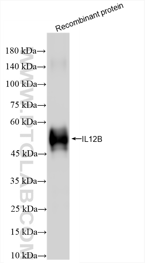 WB analysis of Recombinant protein using 83008-1-RR (same clone as 83008-1-PBS)