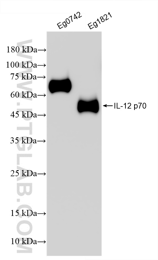 WB analysis using 82878-2-RR