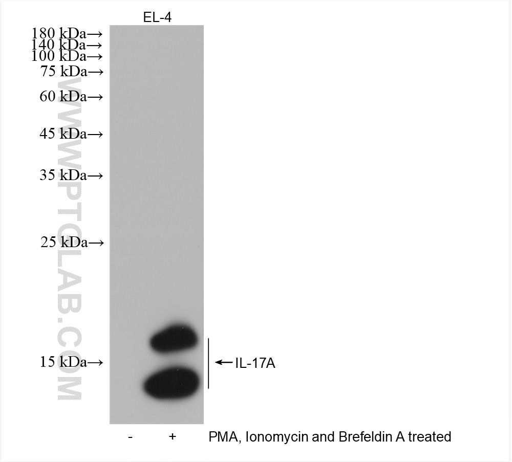 WB analysis of EL-4 using 82905-1-RR (same clone as 82905-1-PBS)