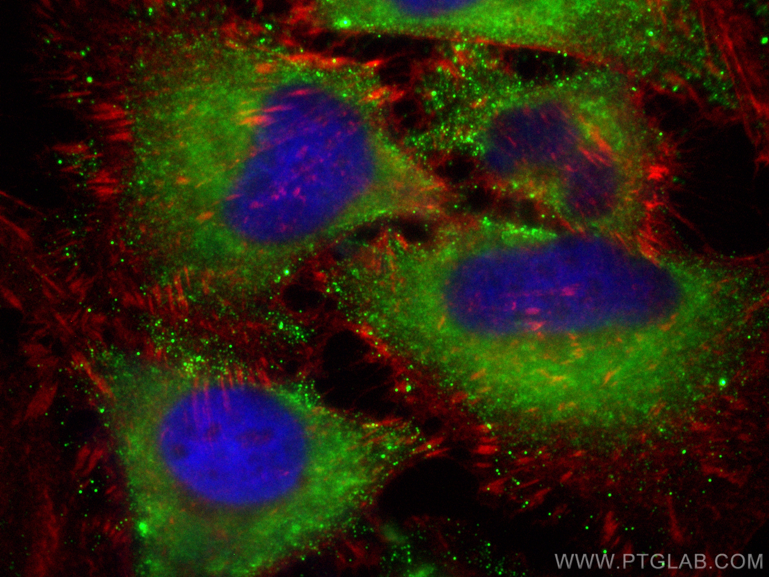 IF Staining of HeLa using CL488-60070