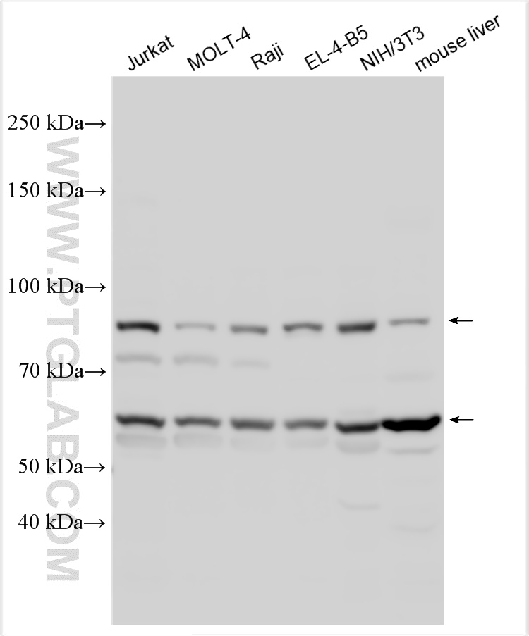 WB analysis using 27348-1-AP