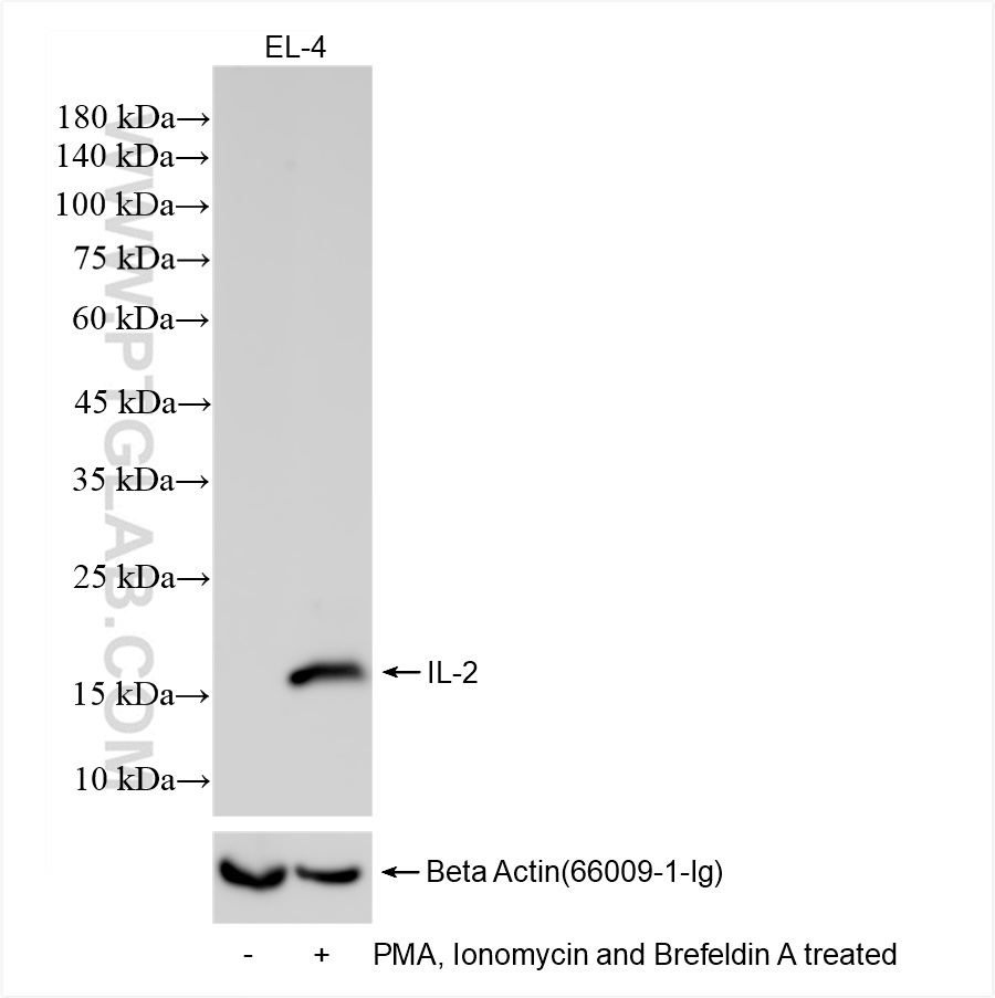 WB analysis of EL-4 using 83547-3-RR (same clone as 83547-3-PBS)