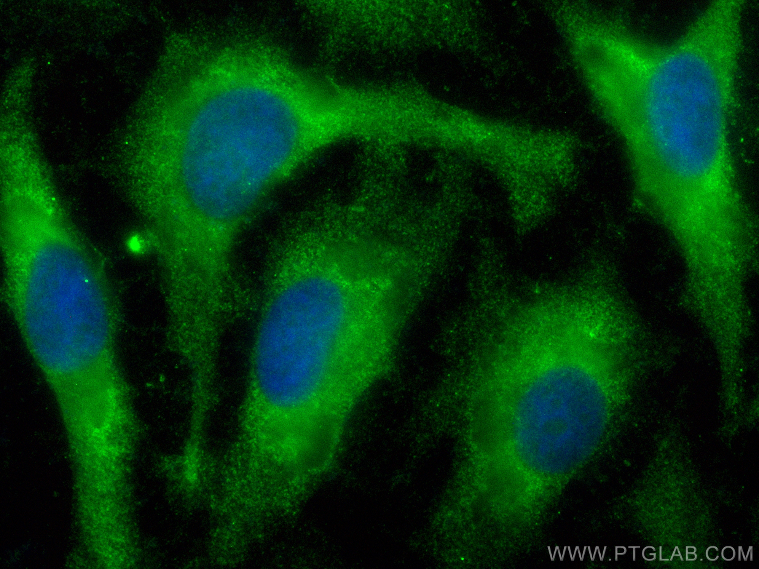 IF Staining of HeLa using CL488-24199