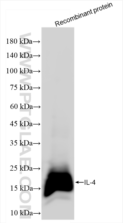 WB analysis of Recombinant protein using 84422-5-RR (same clone as 84422-5-PBS)